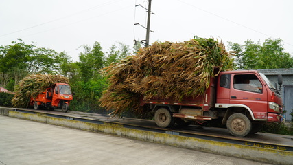 龍孔鎮(zhèn) “秸”盡所能，推進(jìn)資源循環(huán)利用與生物有機(jī)肥料研發(fā)